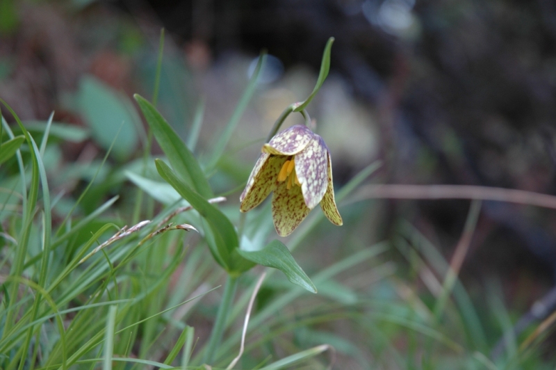 Image of Fritillaria dagana specimen.