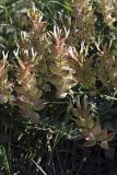 Astragalus megalomerus. Соплодия. Южный Казахстан, хр. Боролдайтау, ущ. Кокбулак. 24.04.2012.