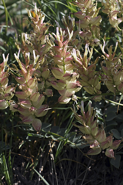 Изображение особи Astragalus megalomerus.
