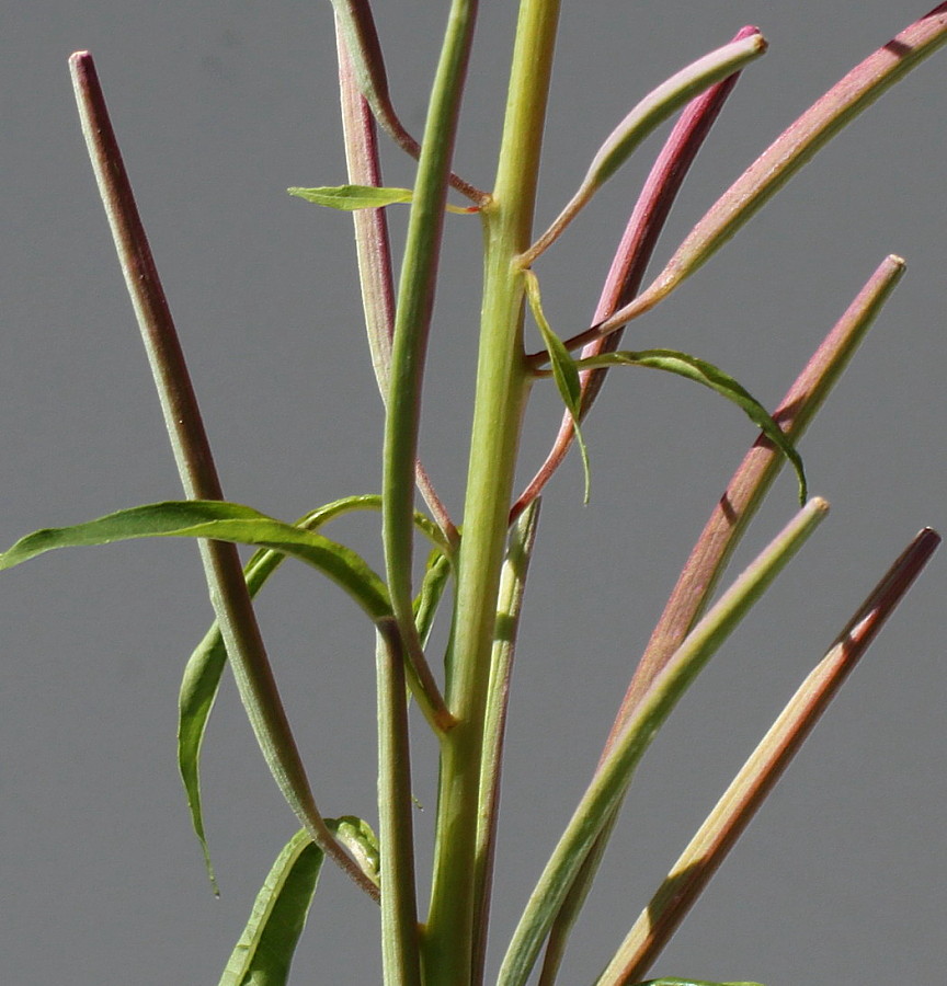 Image of Chamaenerion angustifolium specimen.