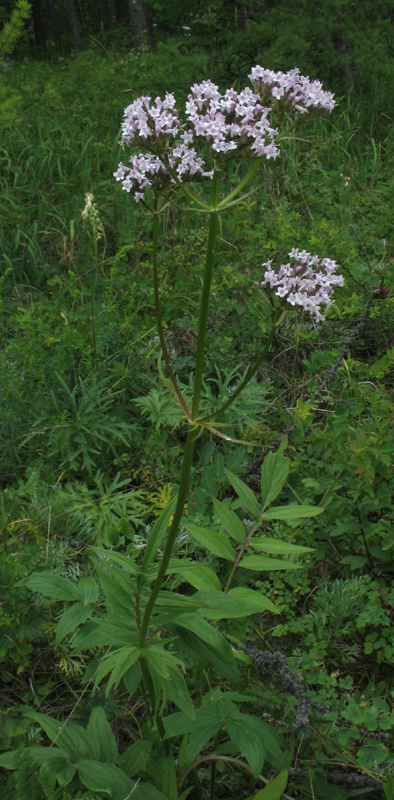 Изображение особи Valeriana transjenisensis.