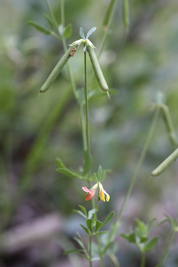 Image of Lotus sergievskiae specimen.