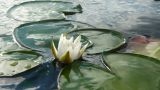 Nymphaea candida