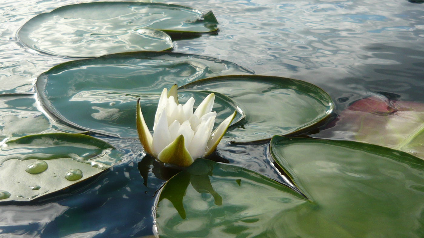 Image of Nymphaea candida specimen.