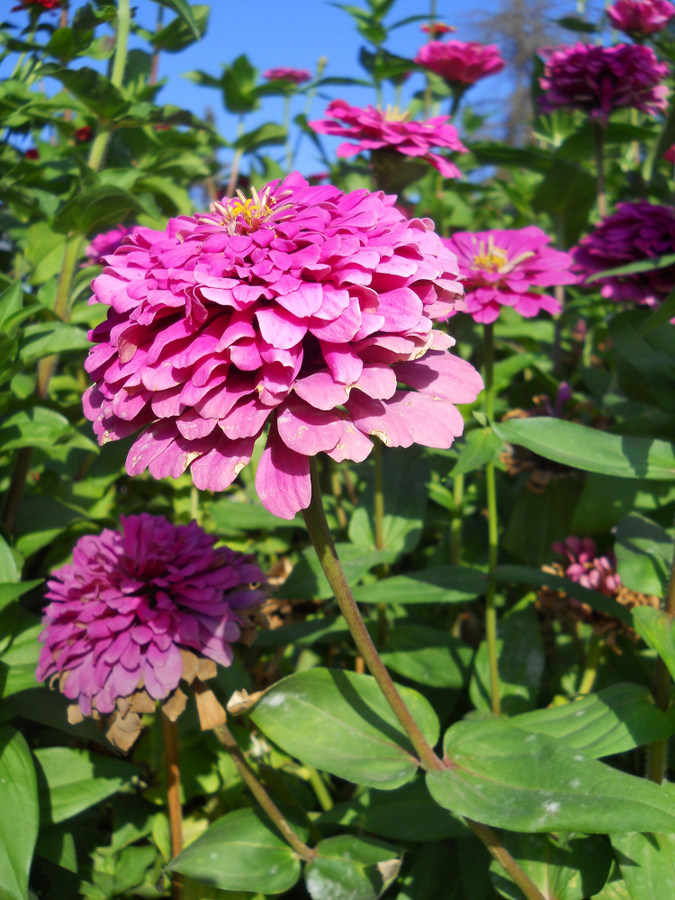Image of Zinnia elegans specimen.
