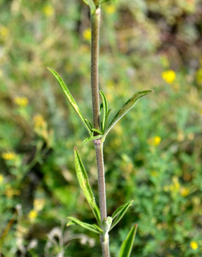 Image of Silene wolgensis specimen.