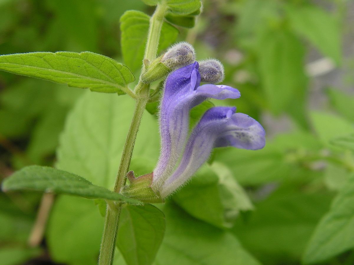 Изображение особи Scutellaria krasevii.