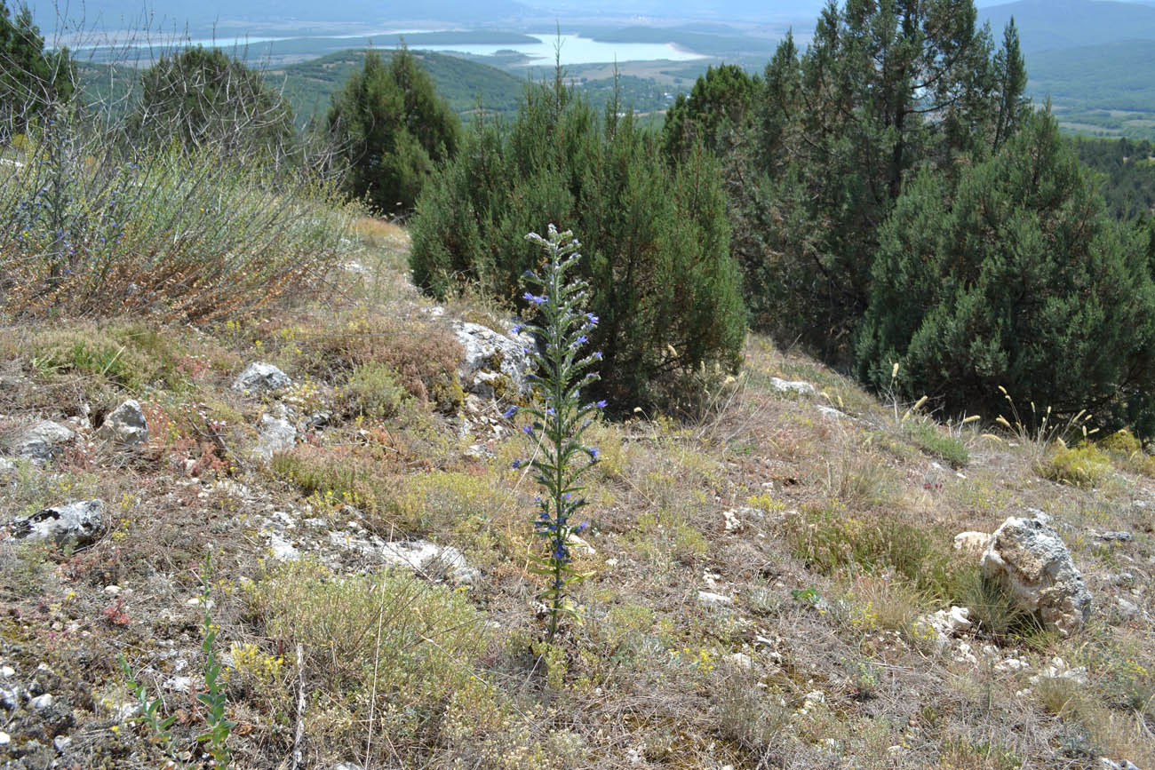 Изображение особи Echium vulgare.