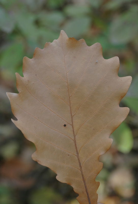 Изображение особи Quercus mongolica.