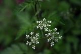 Physocaulis nodosus