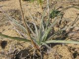 Scorzonera ensifolia