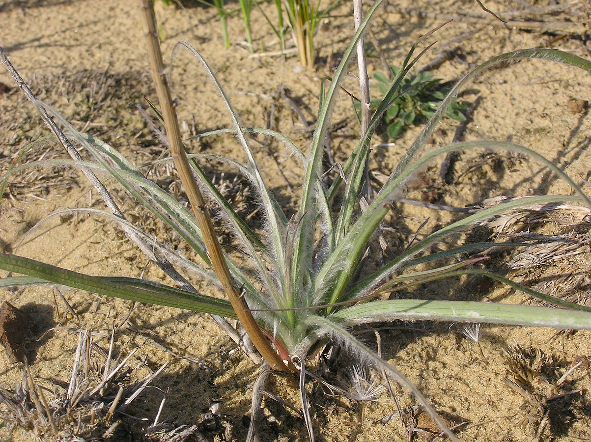Image of Scorzonera ensifolia specimen.