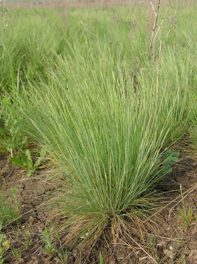 Изображение особи Festuca valesiaca.