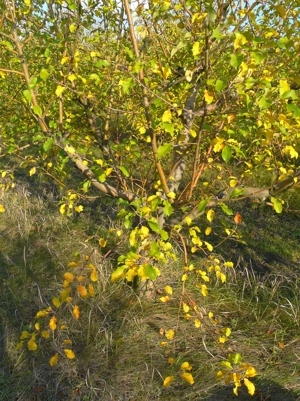 Image of Malus domestica specimen.