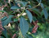 Clethra barbinervis