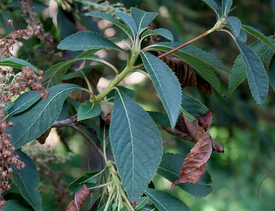 Image of Clethra barbinervis specimen.