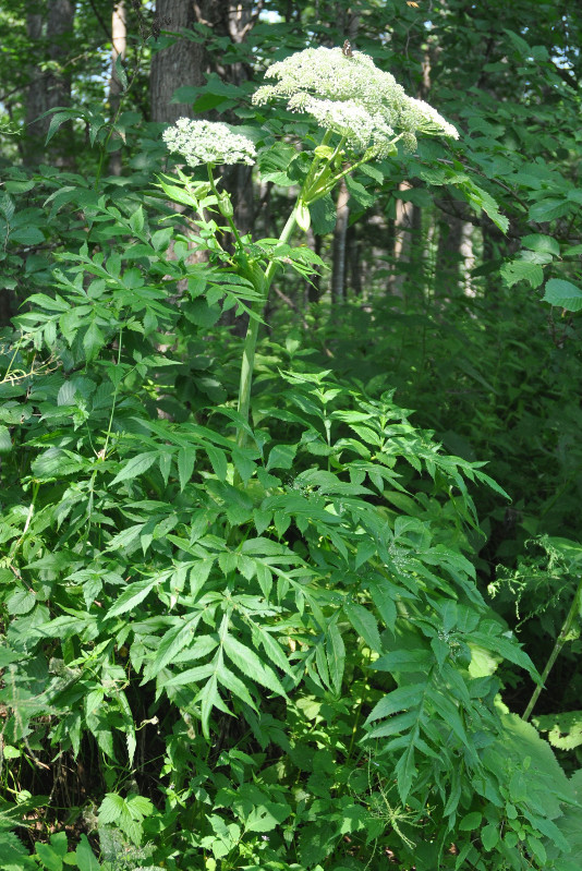 Image of Angelica dahurica specimen.