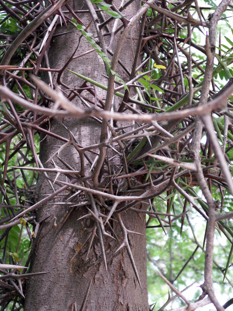 Изображение особи Gleditsia triacanthos.