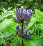 Gentiana macrophylla
