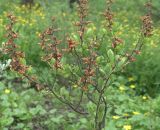 Myrica tomentosa