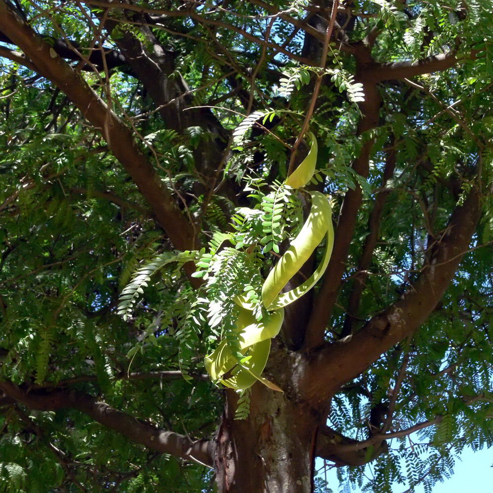 Image of Gleditsia triacanthos specimen.