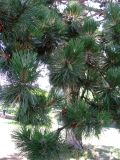 Pinus nigra. Нижняя часть дерева с шишками. Швейцария, г. Женева, Английский сад. 27.06.2012.