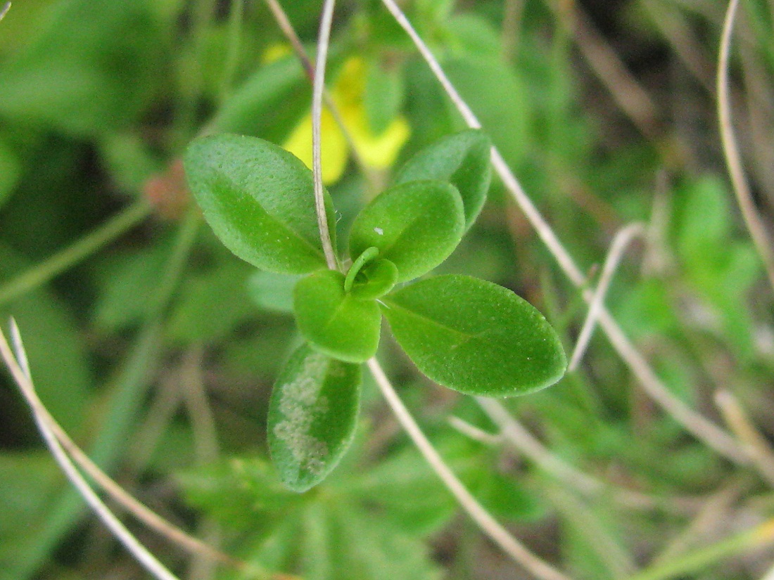 Изображение особи Thymus clandestinus.
