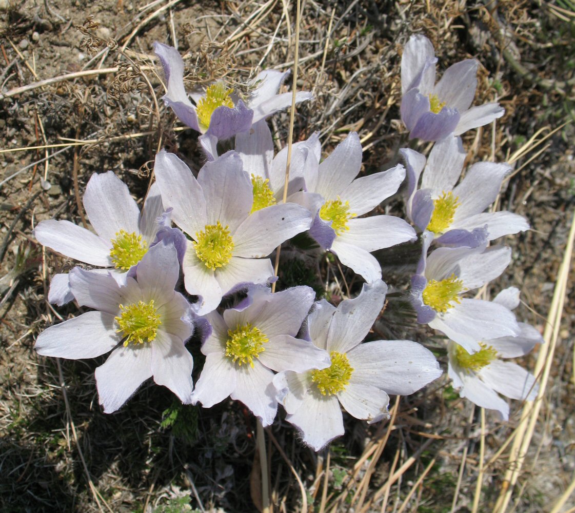 Image of Pulsatilla sukaczewii specimen.