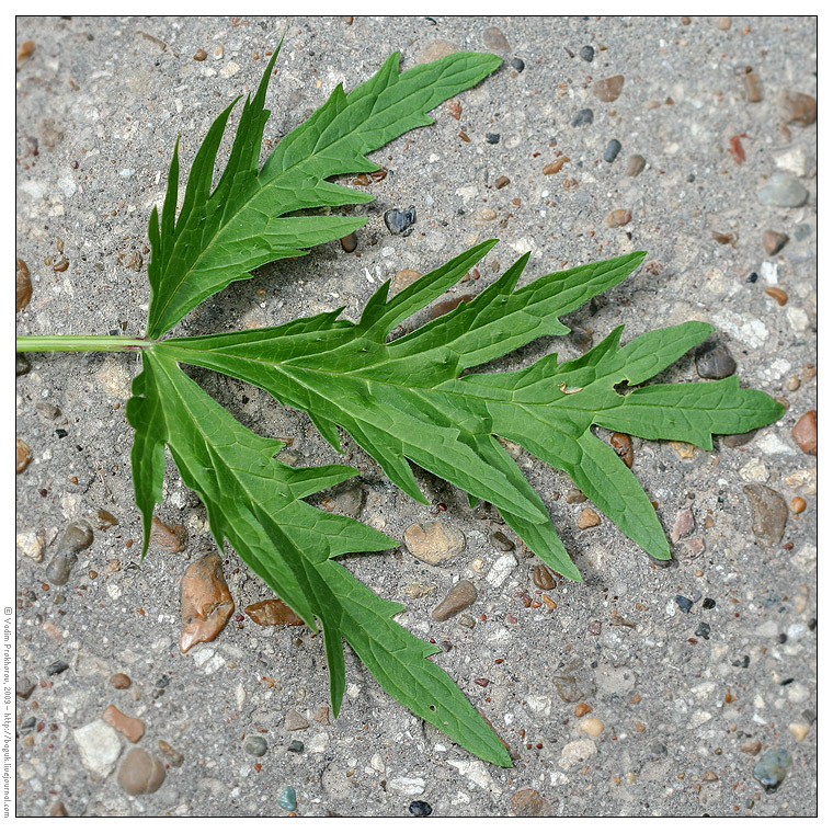 Image of Urtica cannabina specimen.