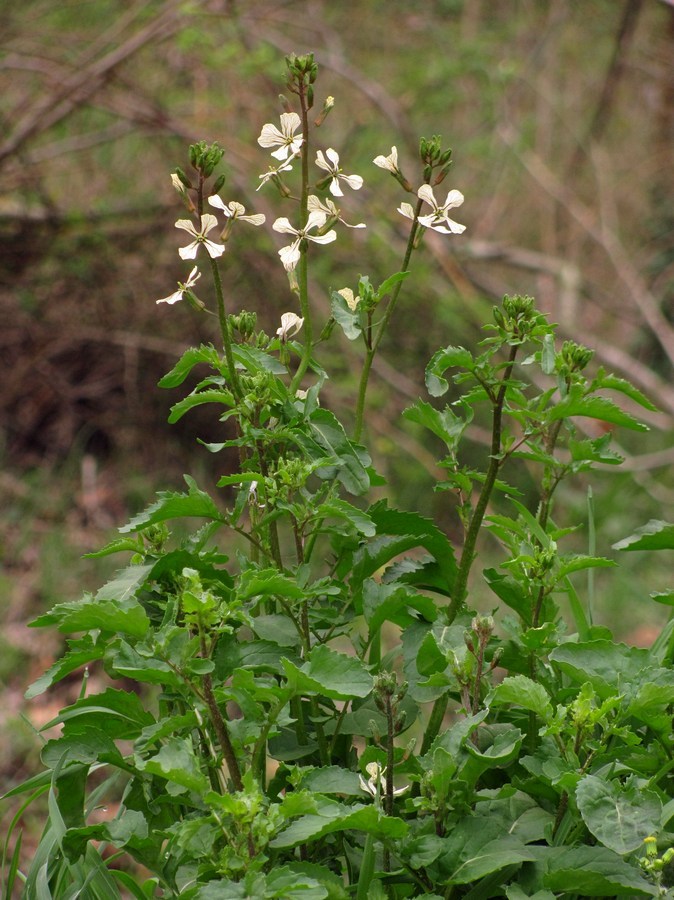 Изображение особи Eruca sativa.