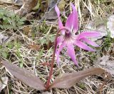 Erythronium sibiricum. Цветущее растение с аномальным цветком (9 долей околоцветника). Окр. Томска, собственный питомник, в культуре. 3 мая 2013 г.