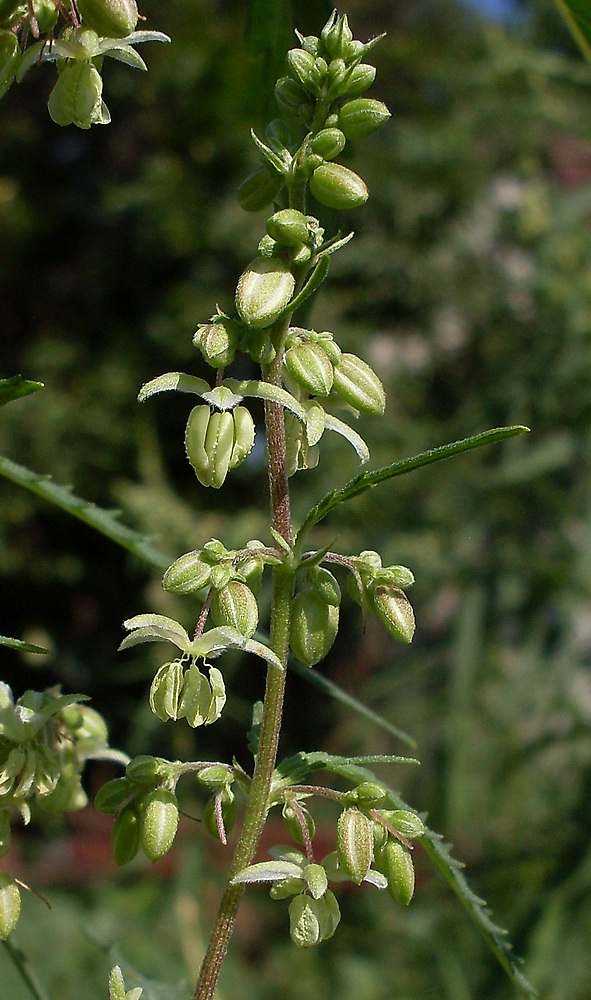 Image of Cannabis sativa var. spontanea specimen.