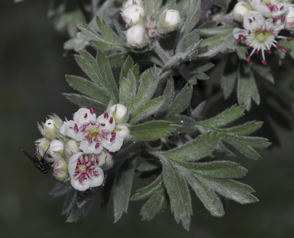 Image of Crataegus orientalis specimen.