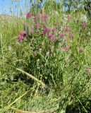 Trifolium purpureum. Цветущие растения в злаковом сообществе с абсолютным доминированием Hordeum bulbosum. Израиль, Голанские высоты, склон западной экспозиции Тель Асания. 07.05.2015.