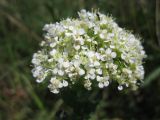 Cardaria draba. Соцветие. Крым, Тарханкутский п-ов, пгт Черноморское, Воронцовский парк, разнотравье на дне балки. 17.05.2013.