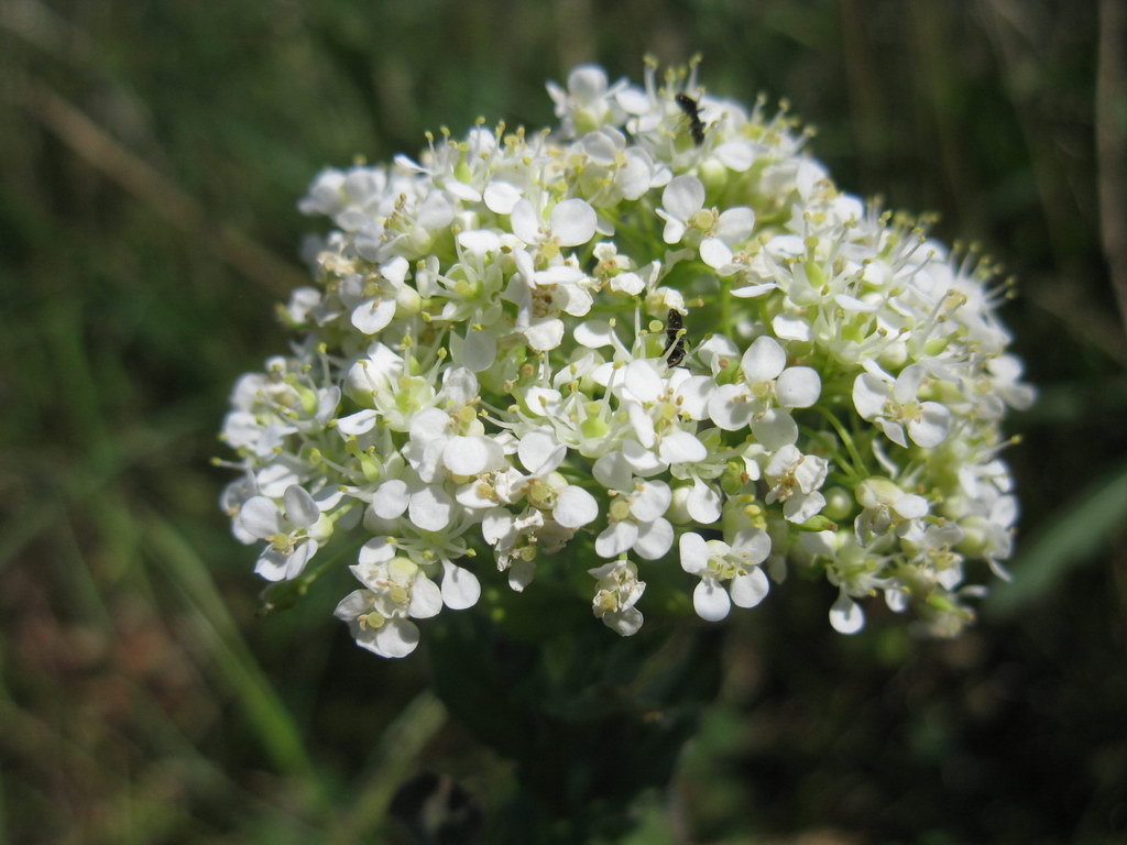 Image of Cardaria draba specimen.