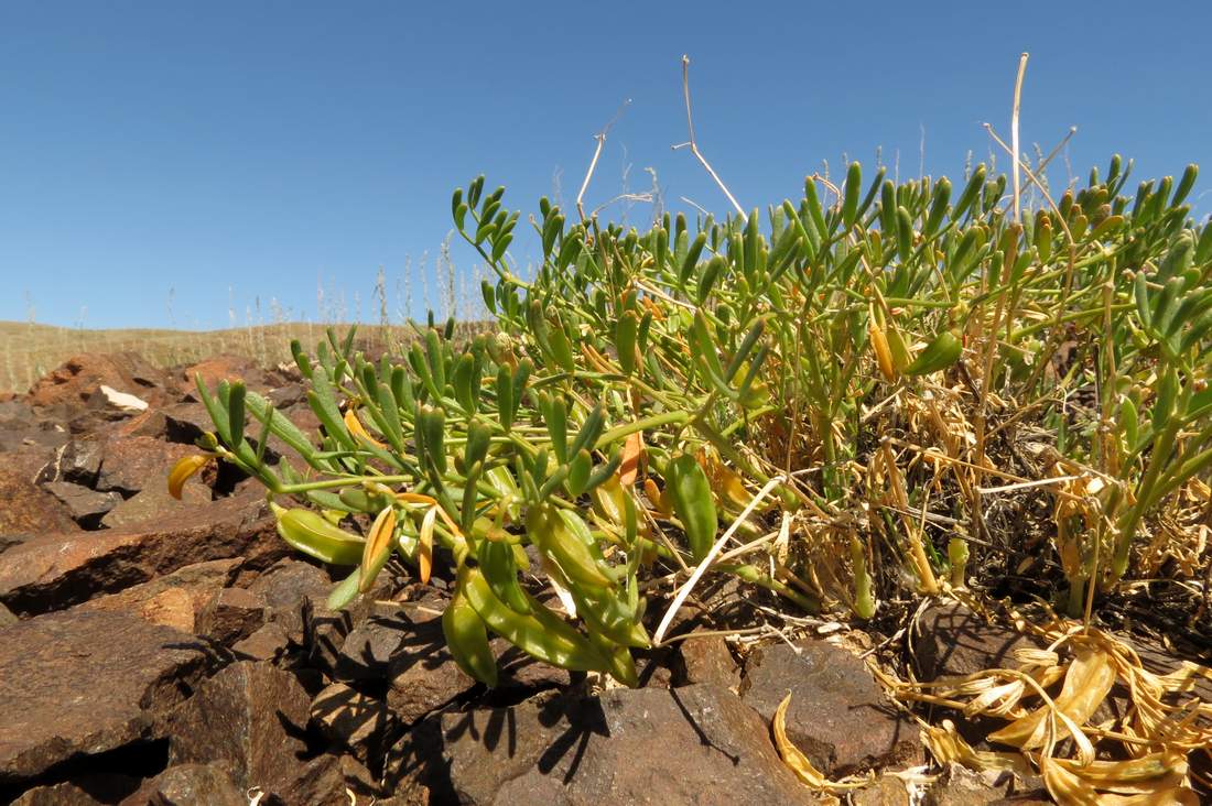 Изображение особи Zygophyllum kopalense.