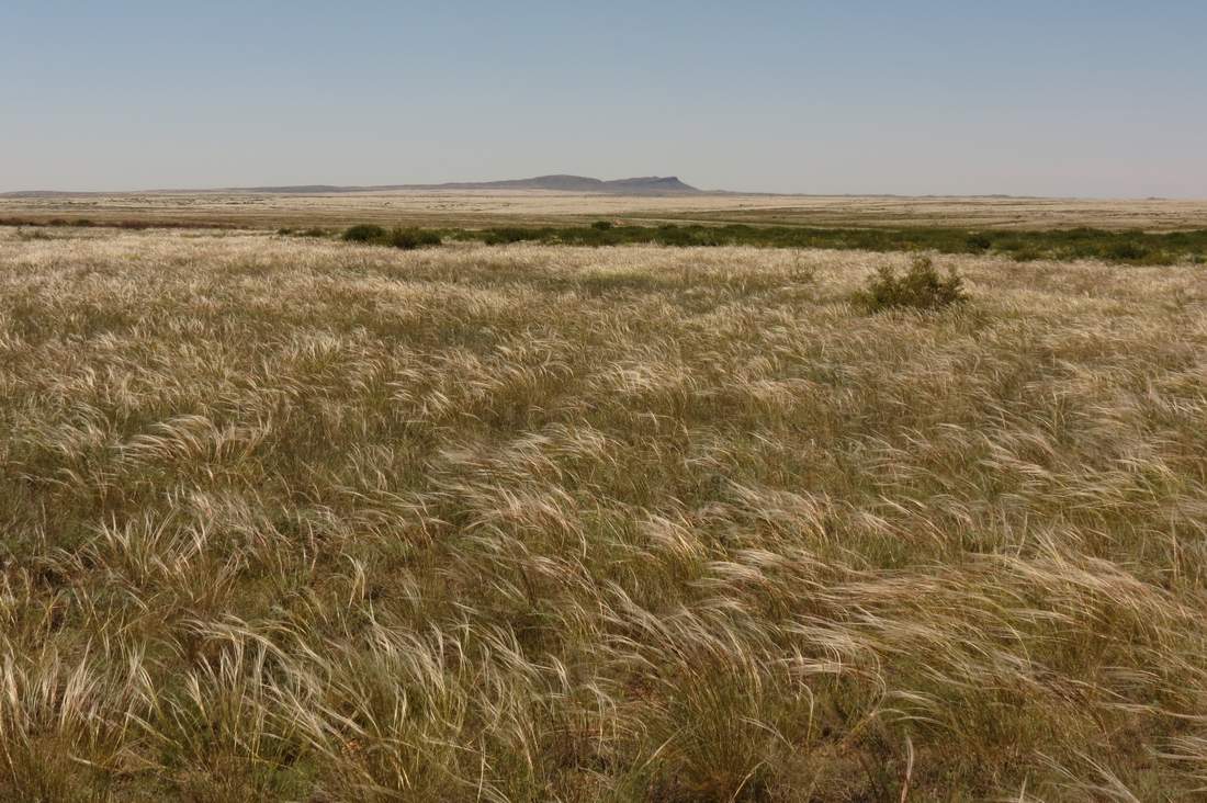 Image of Stipa lessingiana specimen.