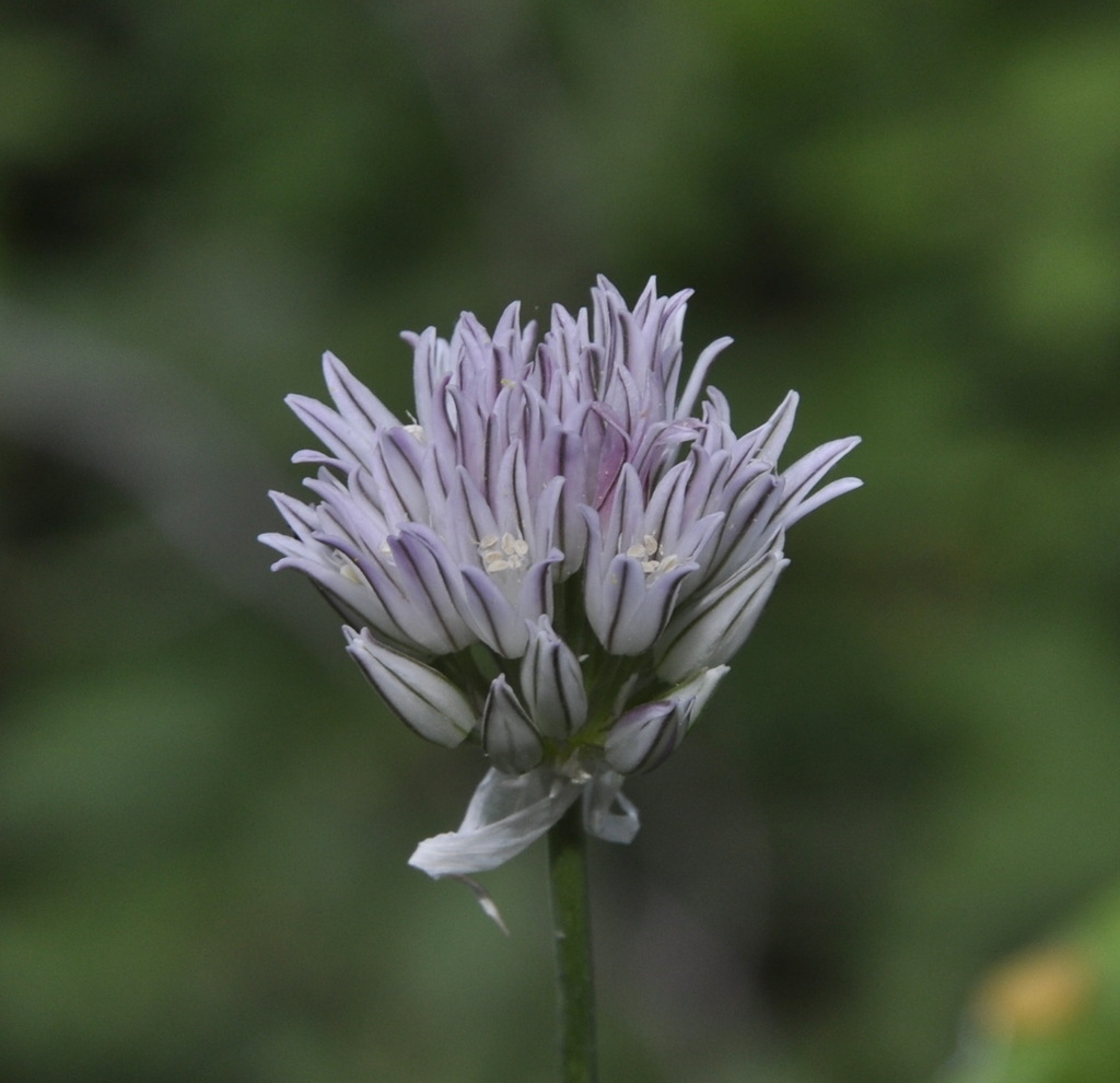 Изображение особи Allium heldreichii.