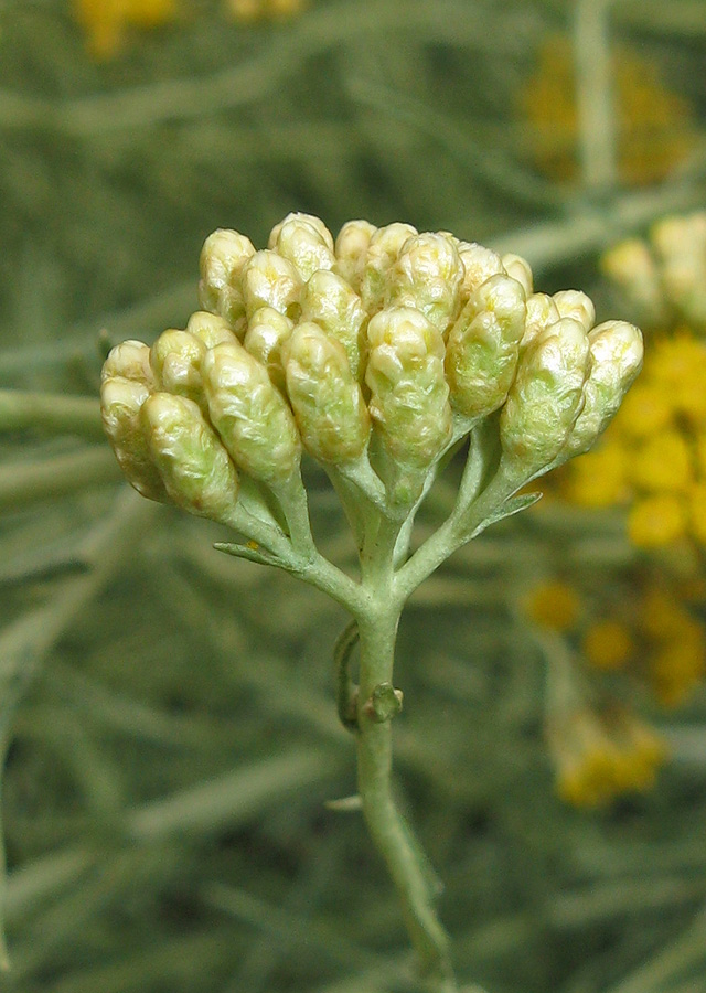 Изображение особи род Helichrysum.