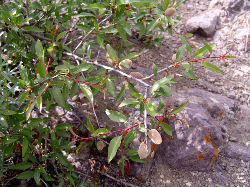 Image of Amygdalus fenzliana specimen.