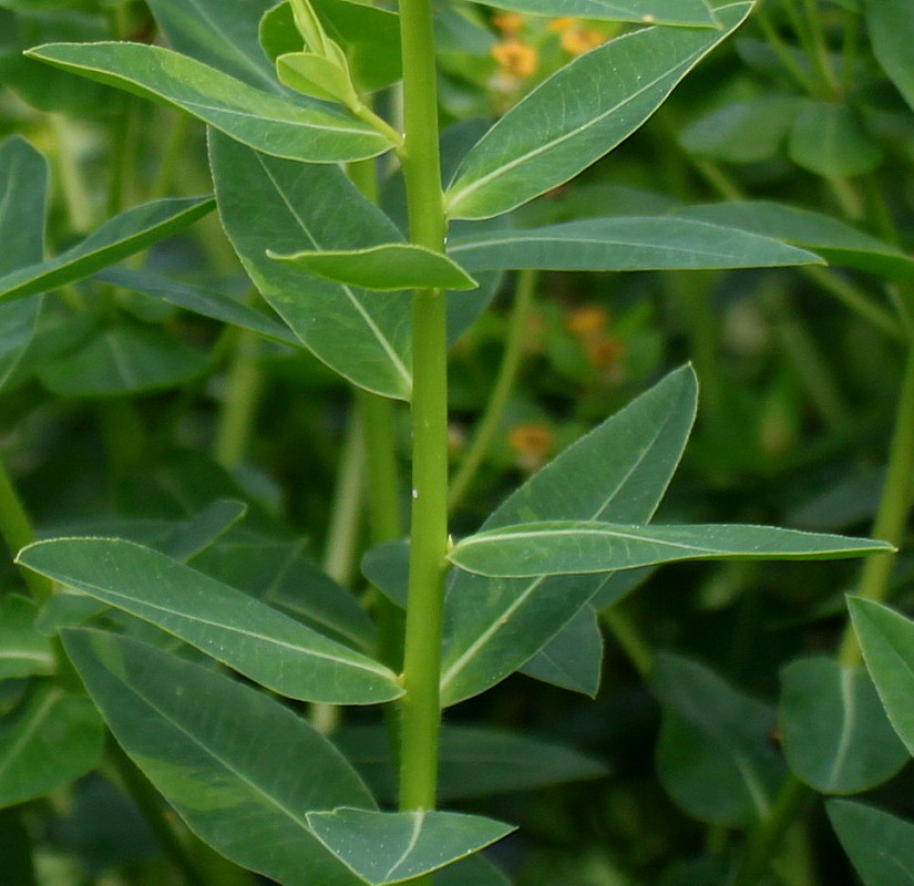 Image of Euphorbia palustris specimen.