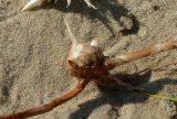 Bolboschoenus maritimus
