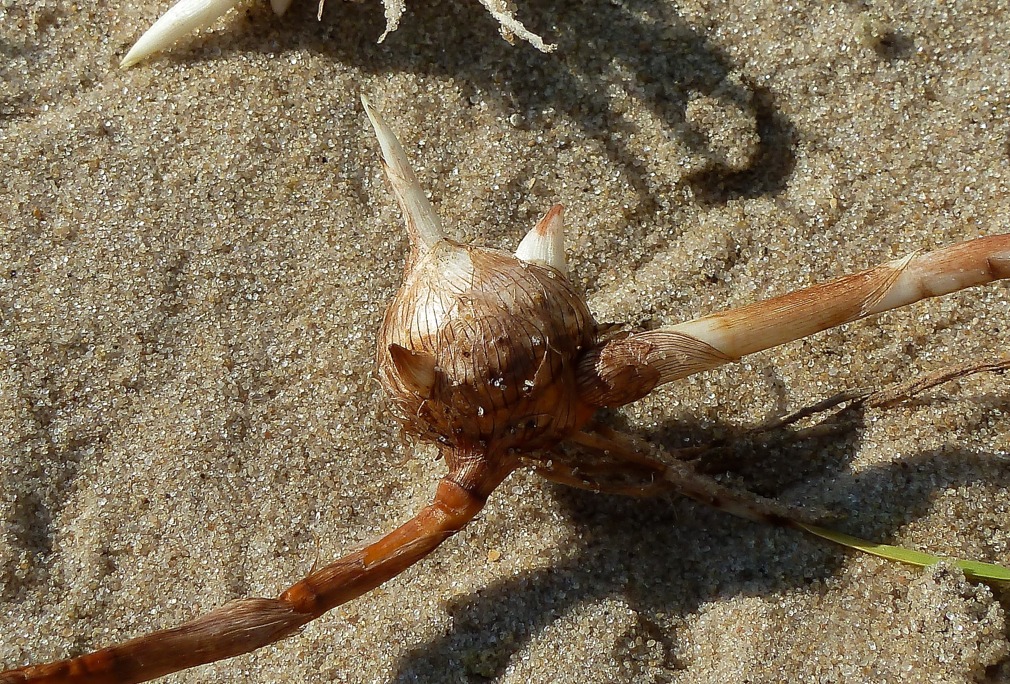 Image of Bolboschoenus maritimus specimen.