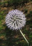 Echinops armatus