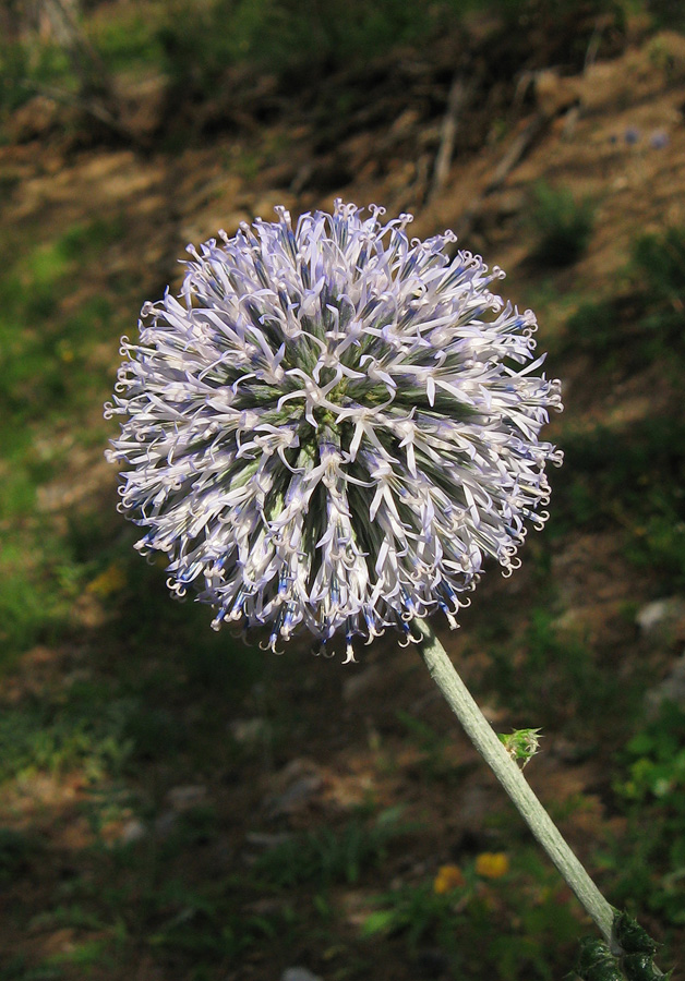 Изображение особи Echinops armatus.