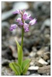 Orchis militaris. Цветущее растение. Республика Татарстан, Камско-Устьинский район, памятник природы \"Юрьевские пещеры\". 11.06.2009.