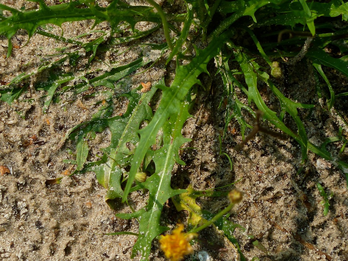 Image of Scorzoneroides autumnalis specimen.