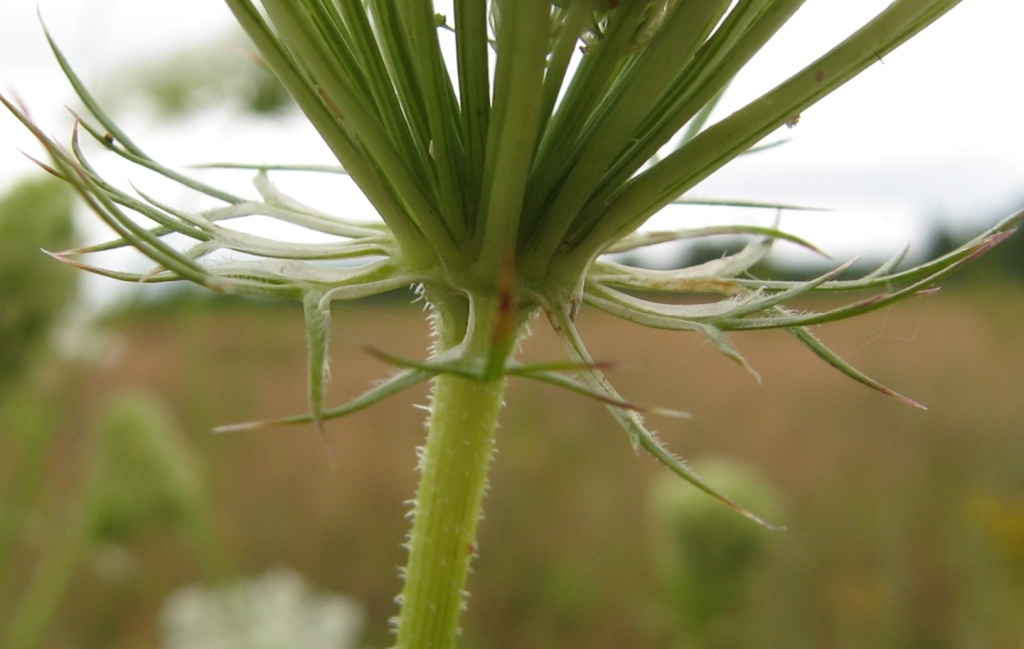 Изображение особи Daucus carota.