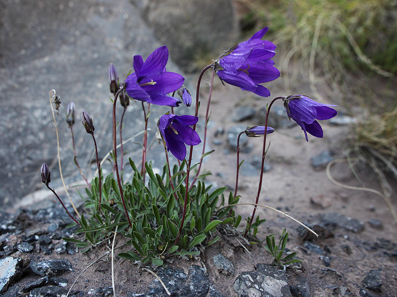 Image of Campanula saxifraga specimen.